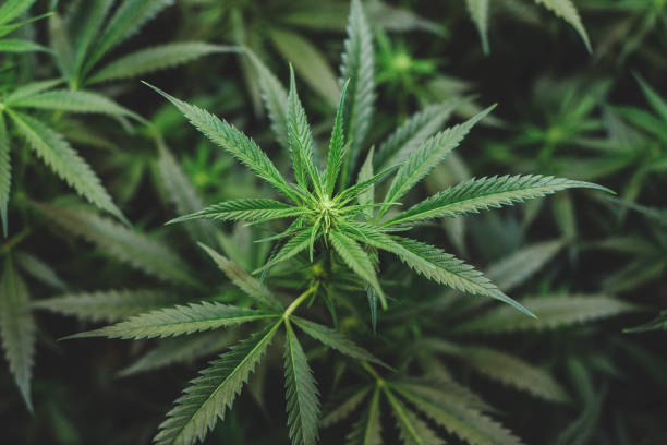 cannabis sativa